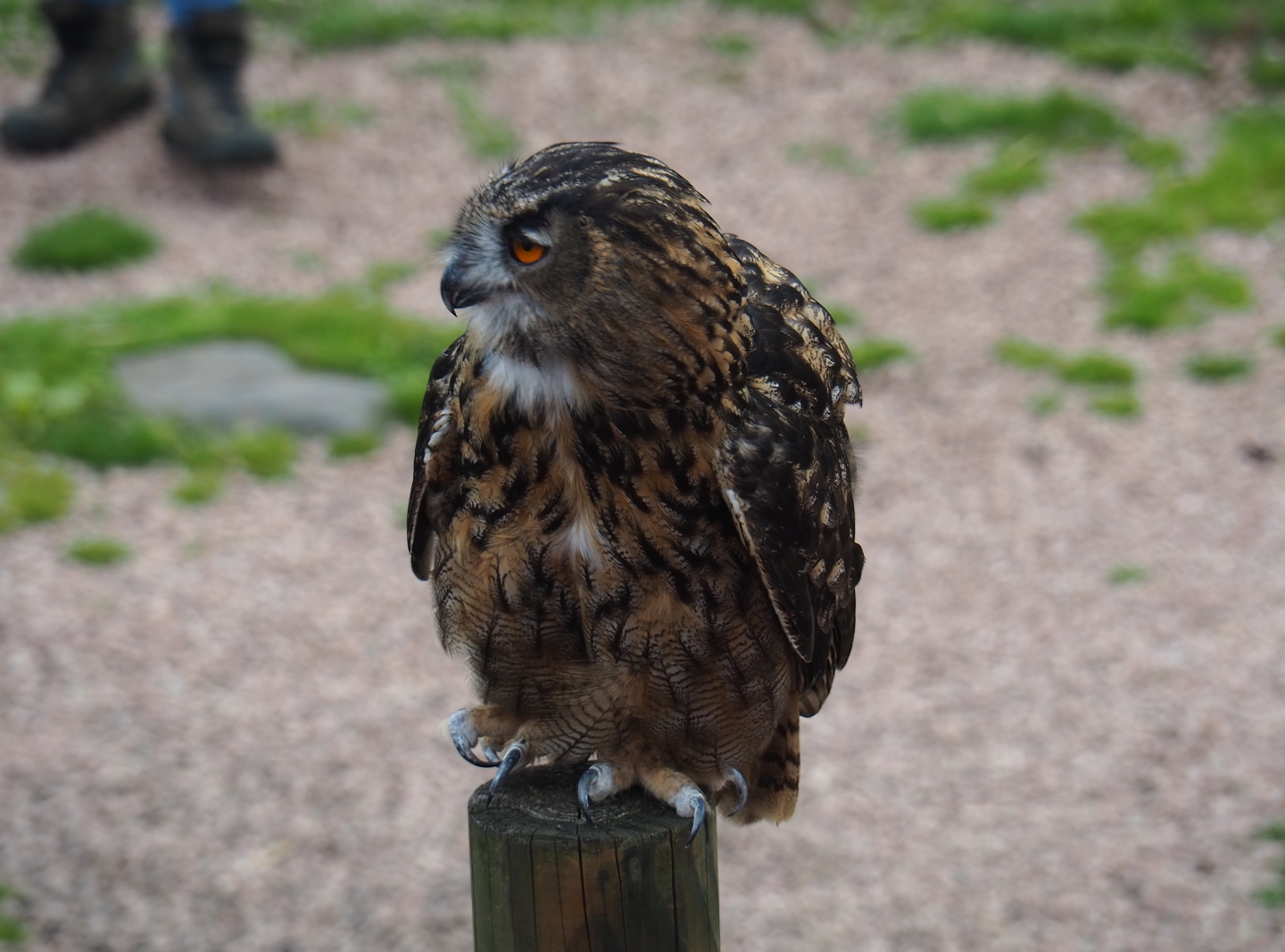 Flight show Eurasian eagle-owl (Bubo bubo bubo), Sep 2nd, 2018