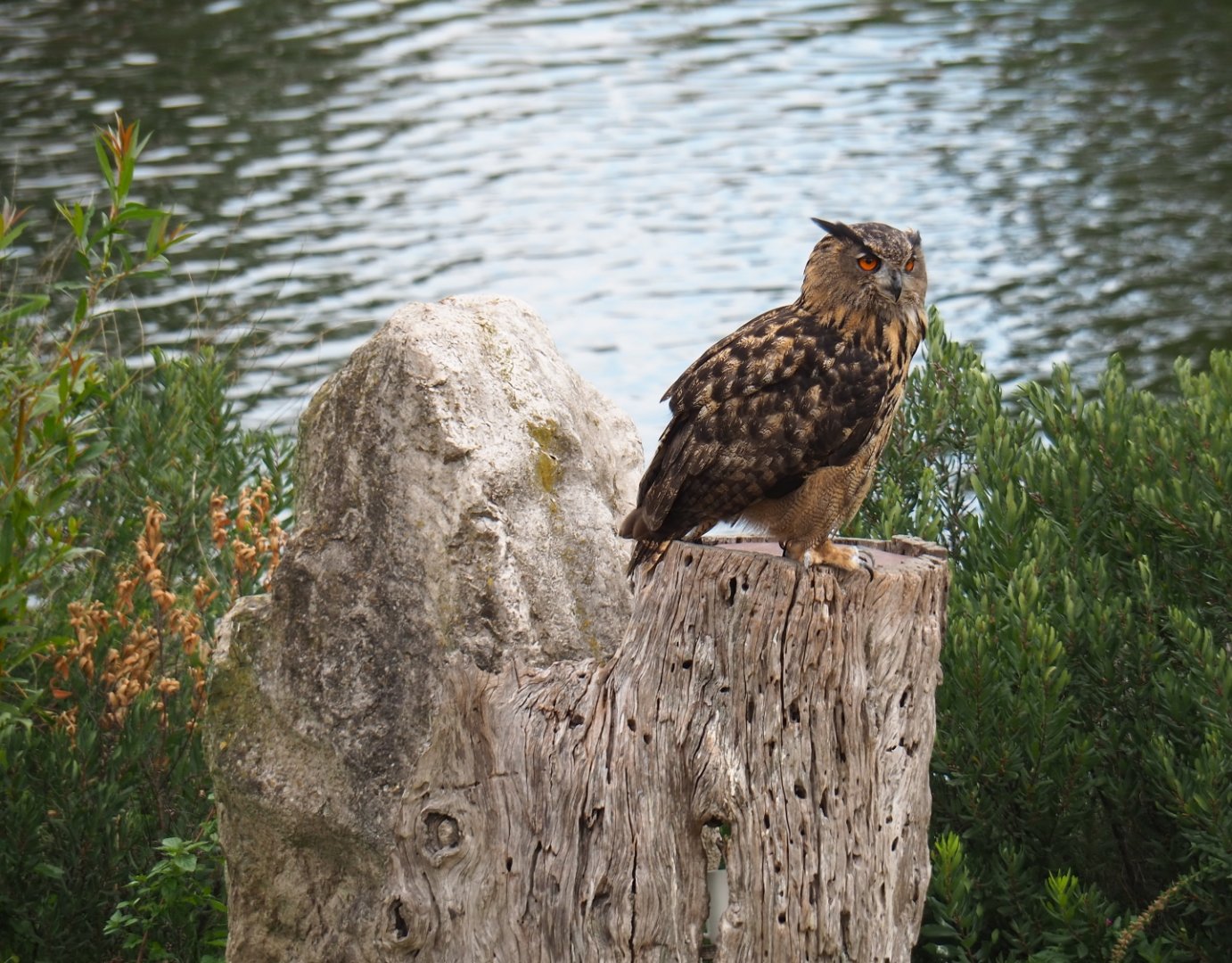 Flight show Eurasian eagle-owl (Bubo bubo bubo), Sep 2nd, 2018