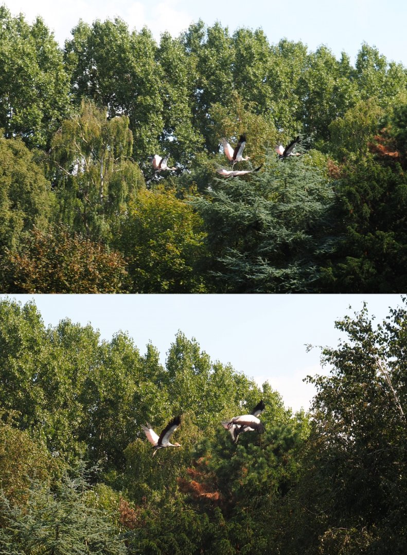 Flight show flying crowned cranes (Sep 2nd, 2018)