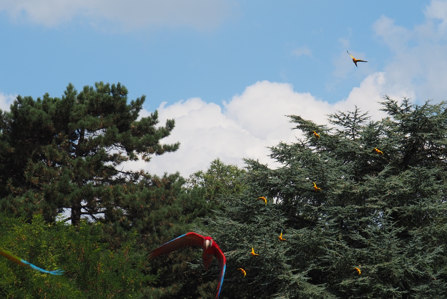 Flight show flying macaws and sun conures (Sep 2nd, 2018)