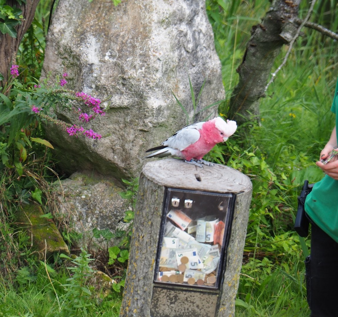 Flight show Galah (Eolophus roseicapilla) Pecunia (Sep 2nd, 2018)