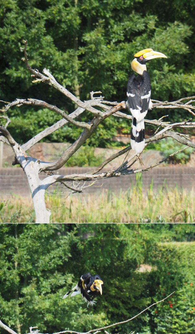 Flight show great hornbill (Buceros bicornis), Sep 2nd, 2018