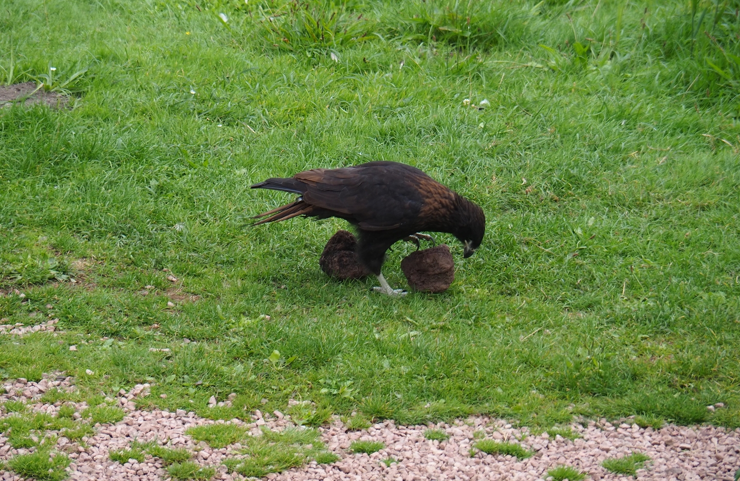 Flight show Juvenile striated caracara (Phalcoboenus australis) searching food under rocks (Sep 2nd, 2018)