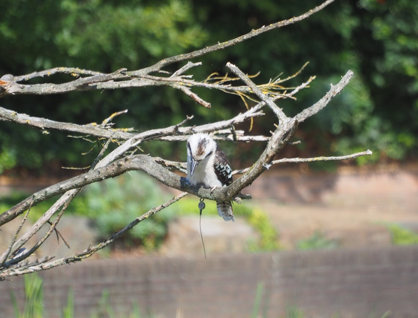 Flight show laughing kookaburra (Dacelo novaeguineae), Sep 2nd, 2018