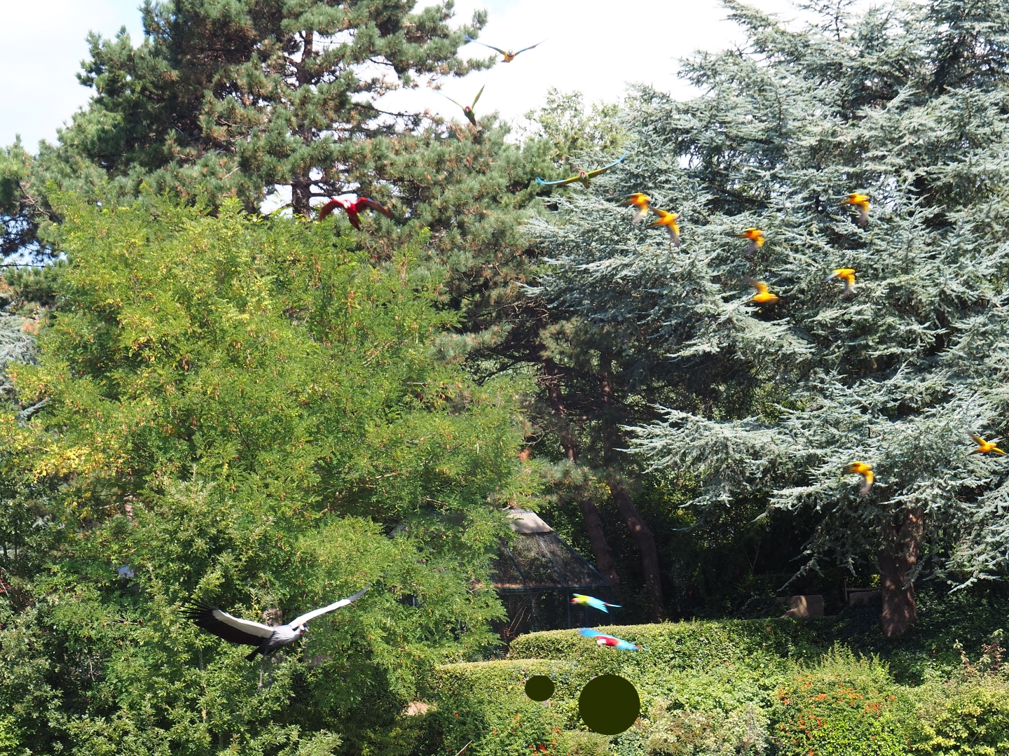 Flight show macaws, sun conures and crowned crane flying (Sep 2nd, 2018)