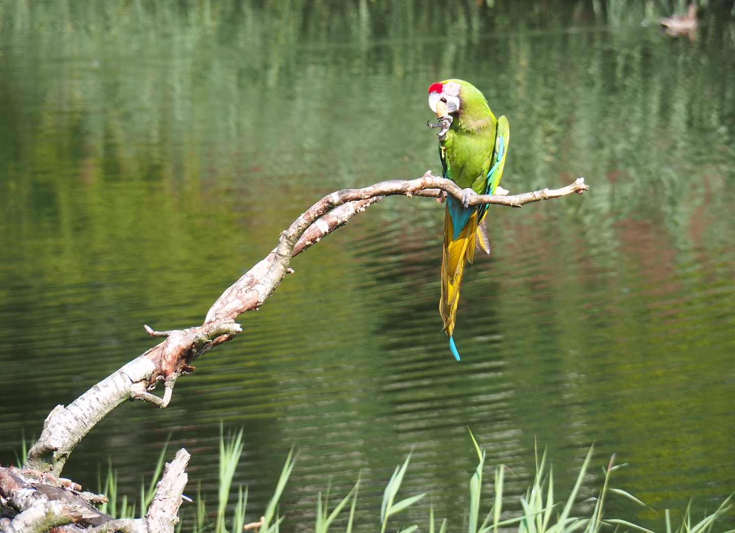 Flight show military macaw (Ara militaris) eating a nut (Sep 2nd, 2018)