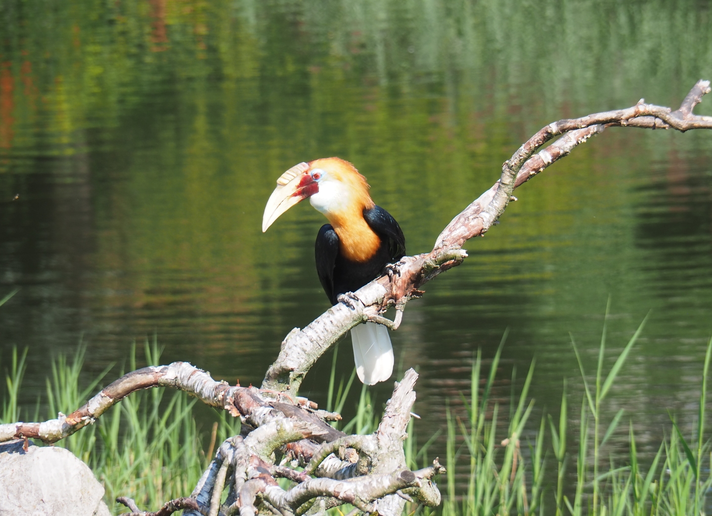 Flight show Papuan hornbill (Rhyticeros plicatus), Sep 2nd, 2018