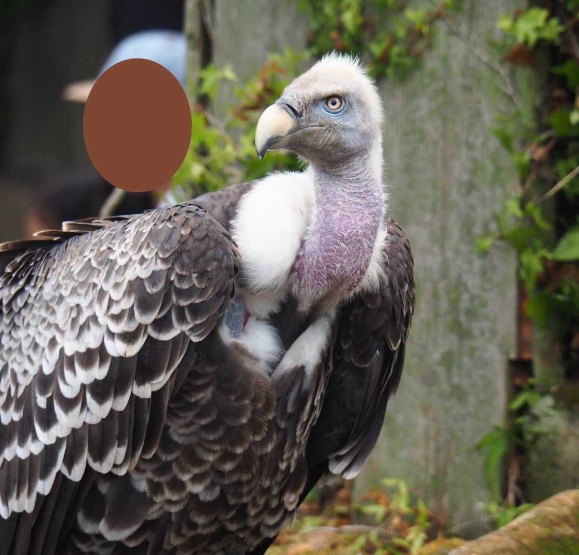 Flight show Rüppell's vulture (Gyps rueppelli rueppelli), Sep 2nd, 2018