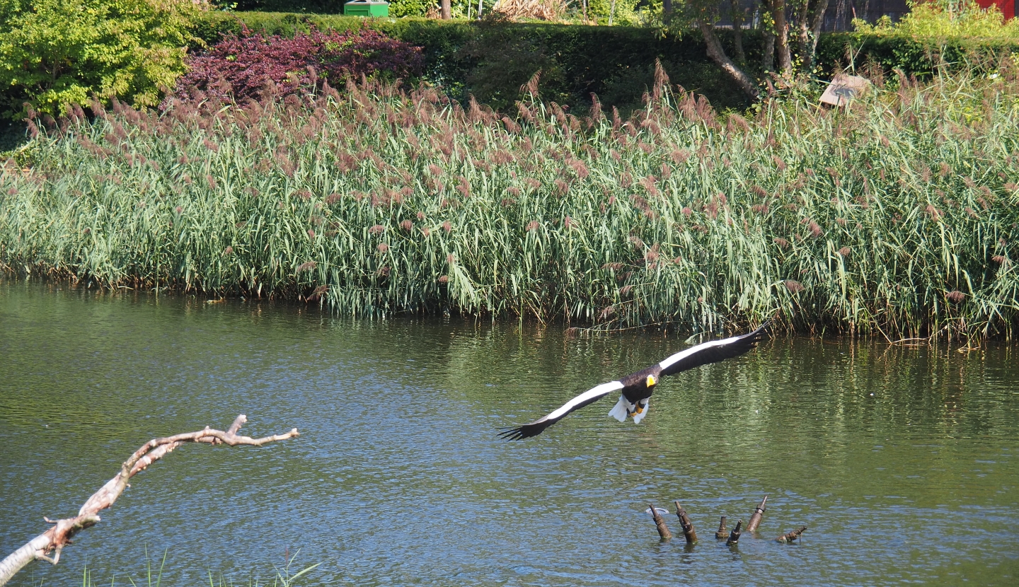 Flight show Steller's sea eagle (Haliaeetus pelagicus), Seo 2nd, 2018