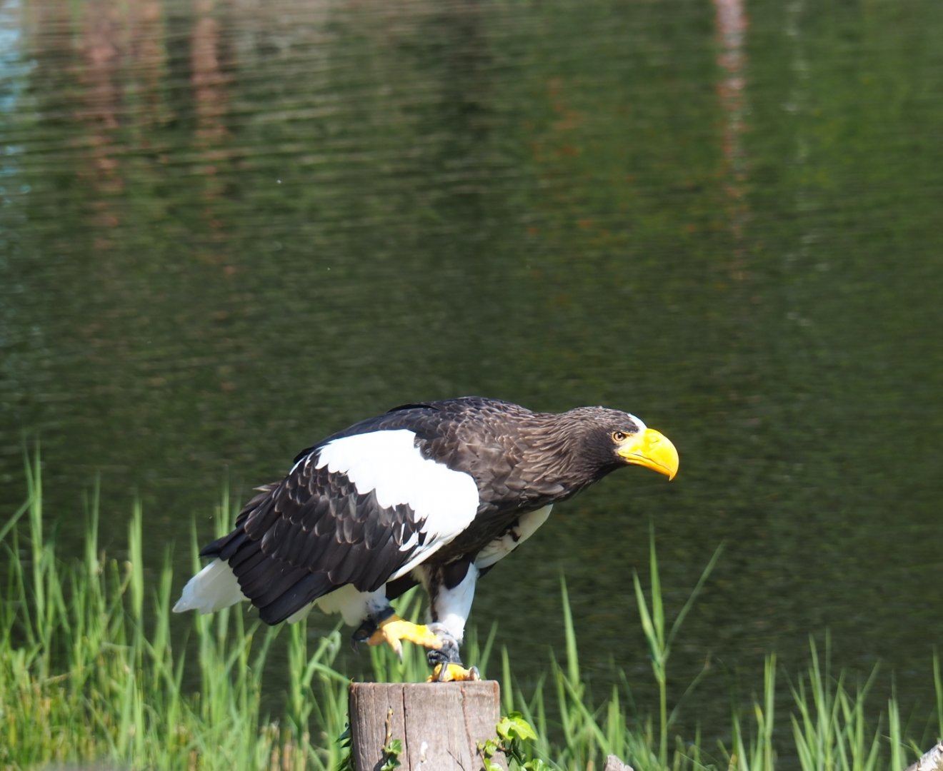 Flight show Steller's sea eagle (Haliaeetus pelagicus), Seo 2nd, 2018