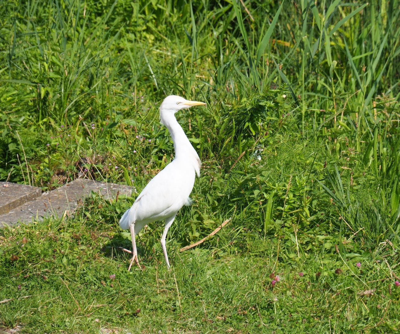 Flight show Western cattle egret (Bubulcus ibis ibis), Sep 2nd, 2018