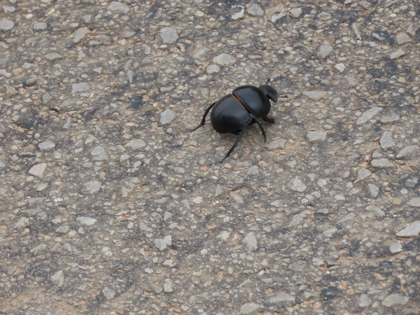 Flightless dung beetle (Circellium bacchus)