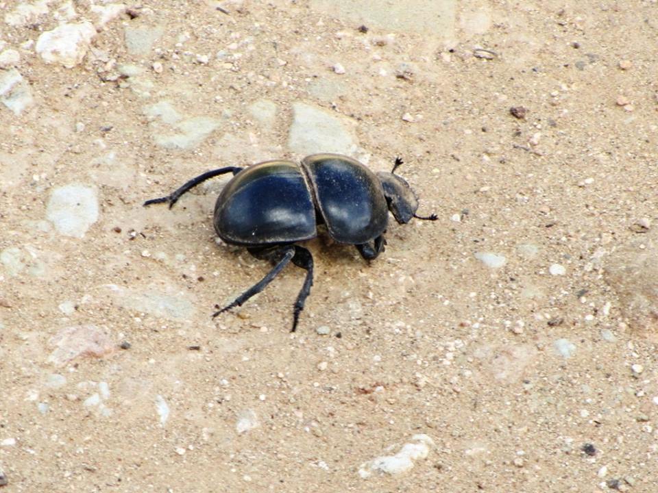 Flightless Dung Beetle
