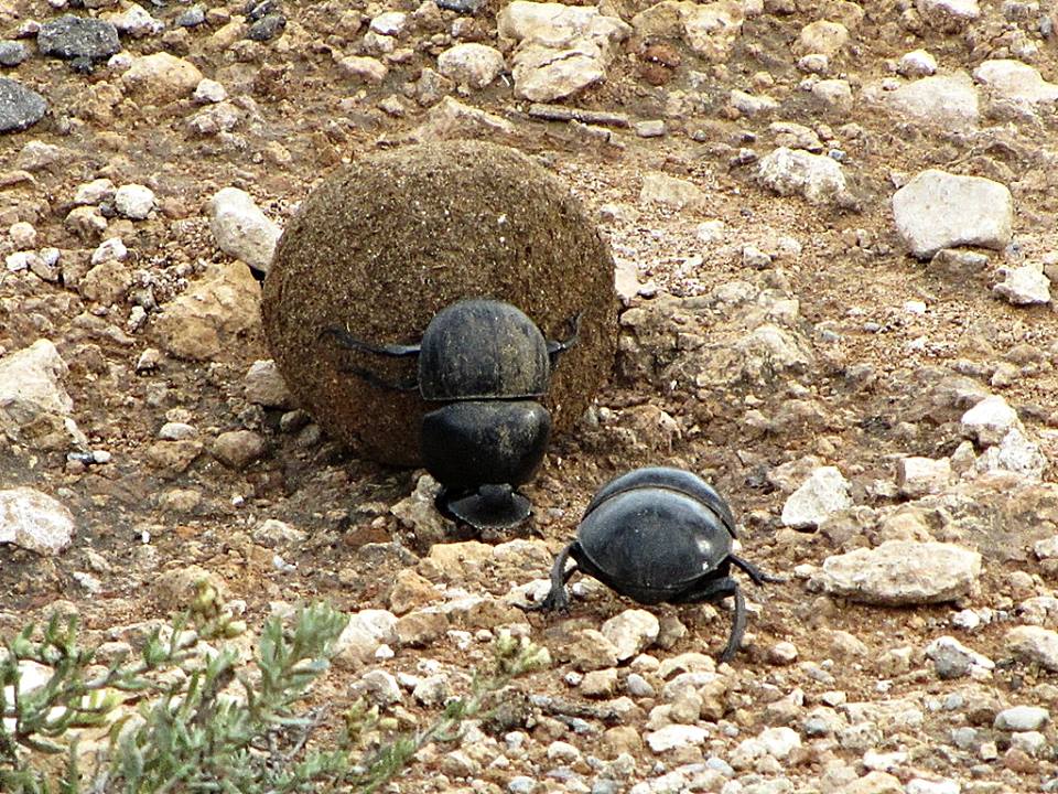 Flightless Dung Beetles