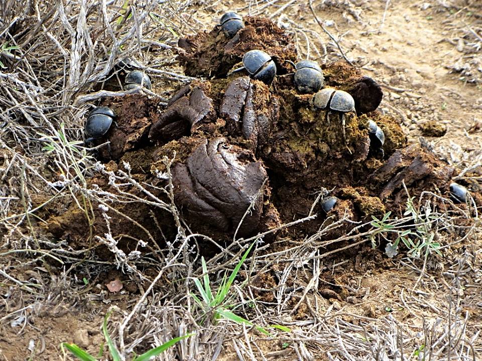 Flightless Dung Beetles