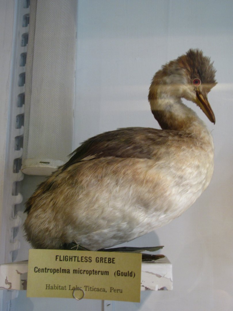 Flightless Grebe