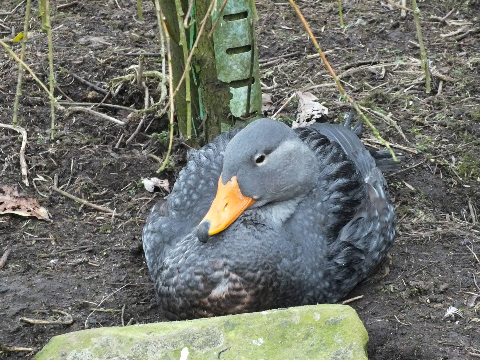 Flightless steamer duck (Tachyeres pteneres) at Blackbrook Zoo - 24th Febru