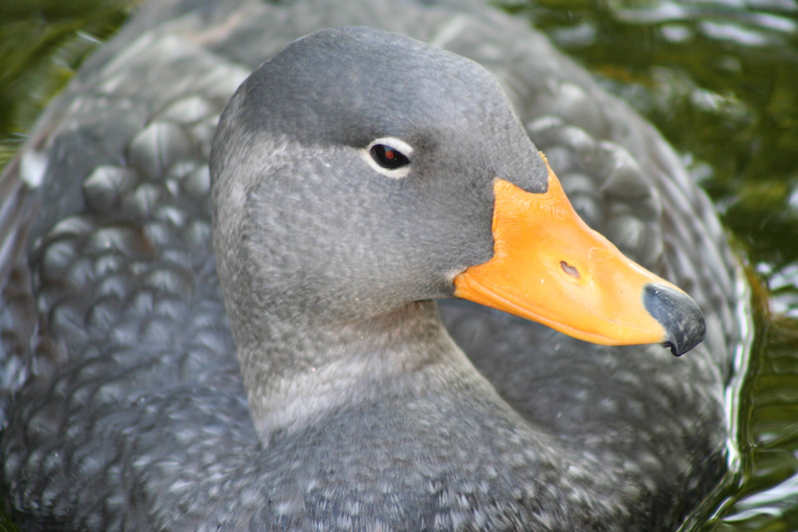 Flightless steamer duck