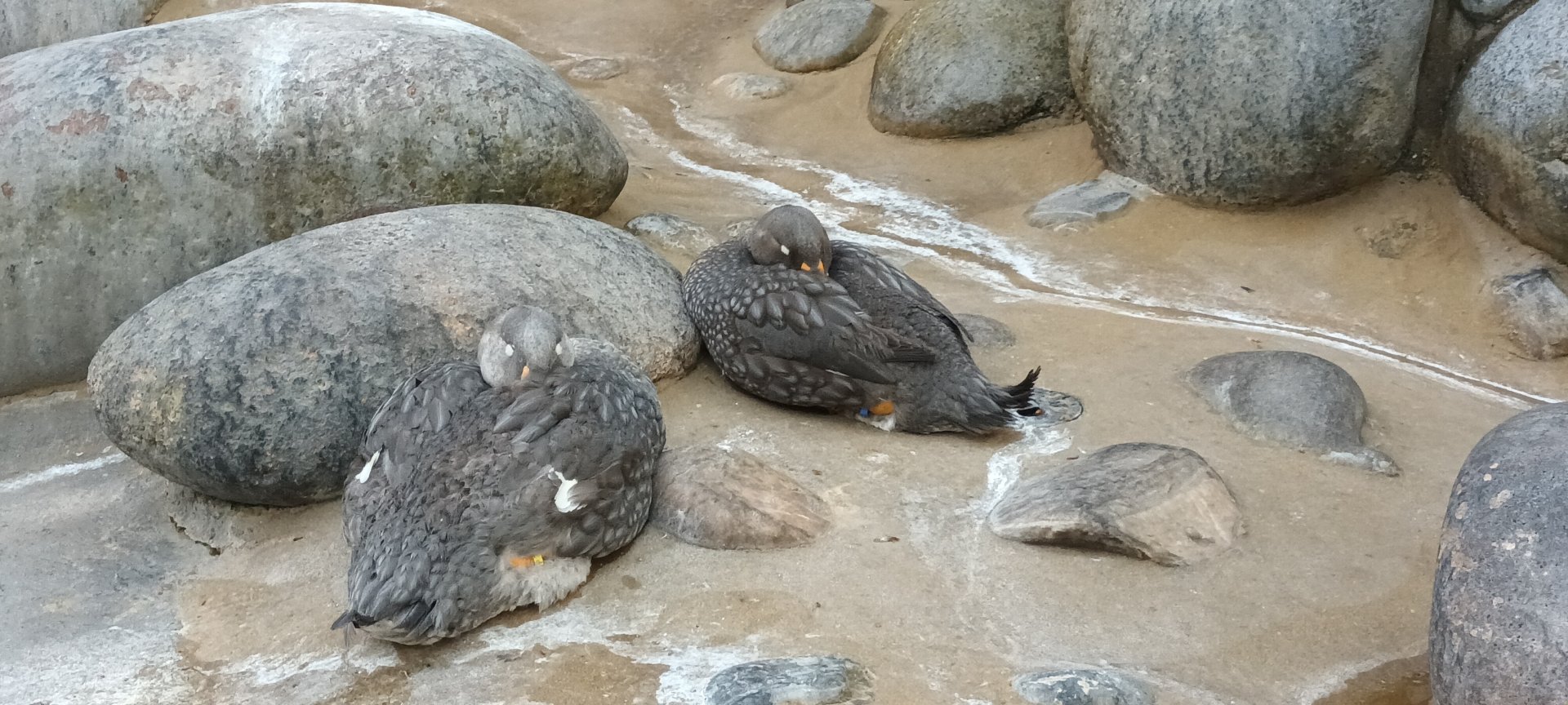 Flightless steamer Ducks