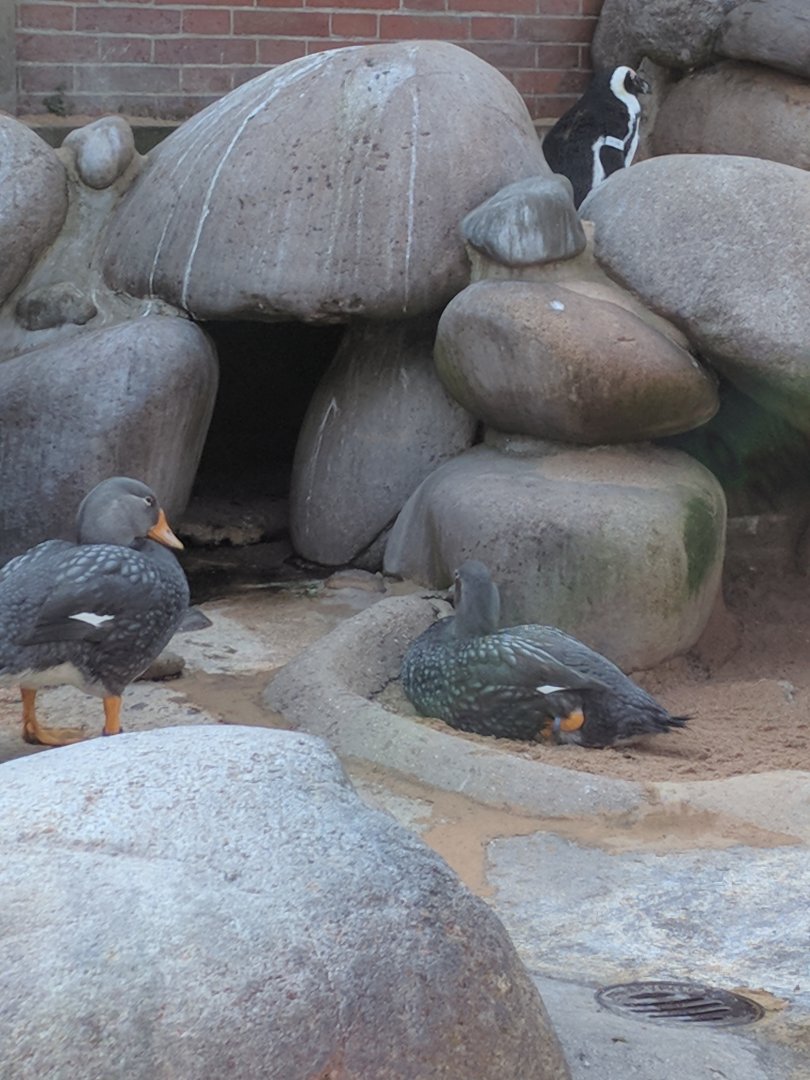 Flightless Streamer Ducks Wilhelma 2019