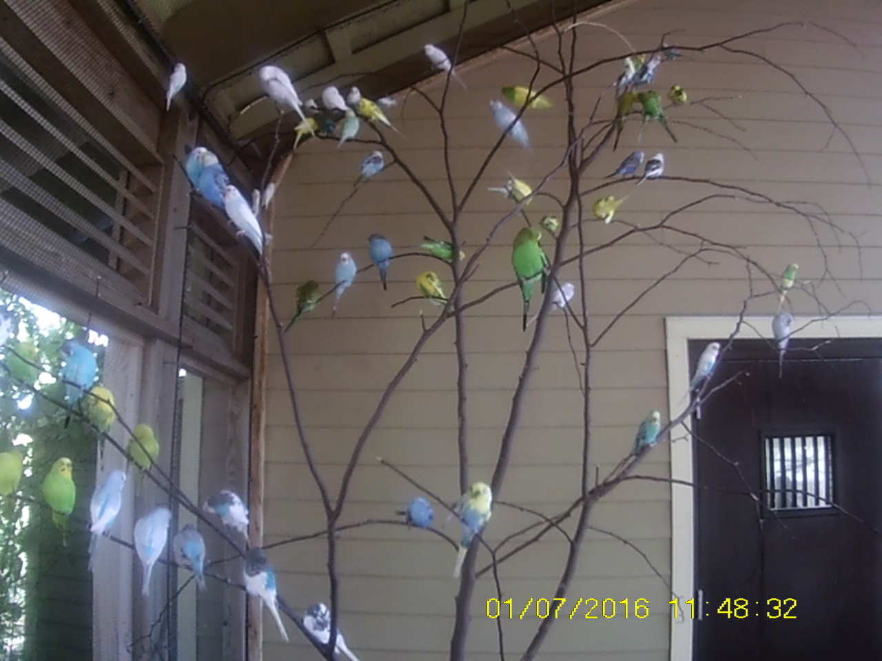 Flights of Fancy - Budgies