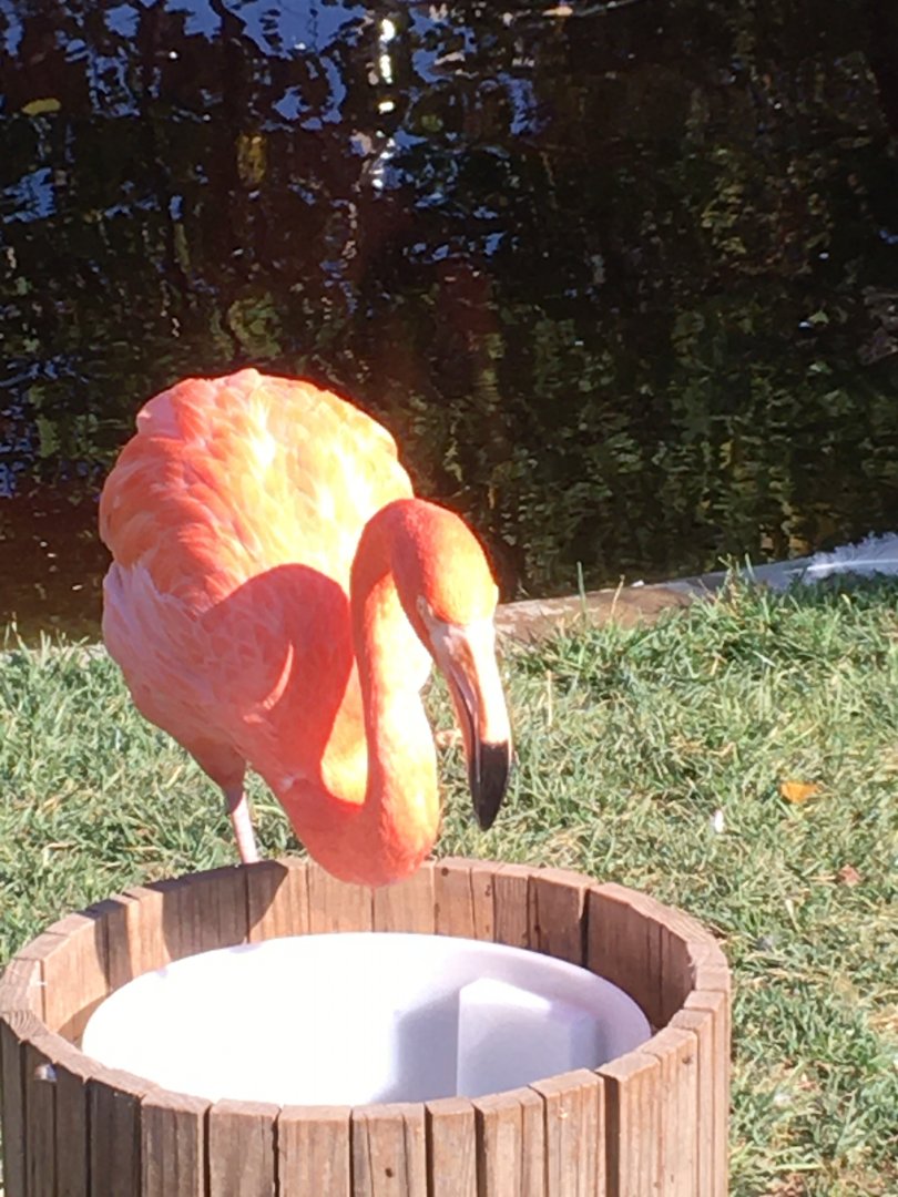 Flights of Fancy - Caribbean Flamingo