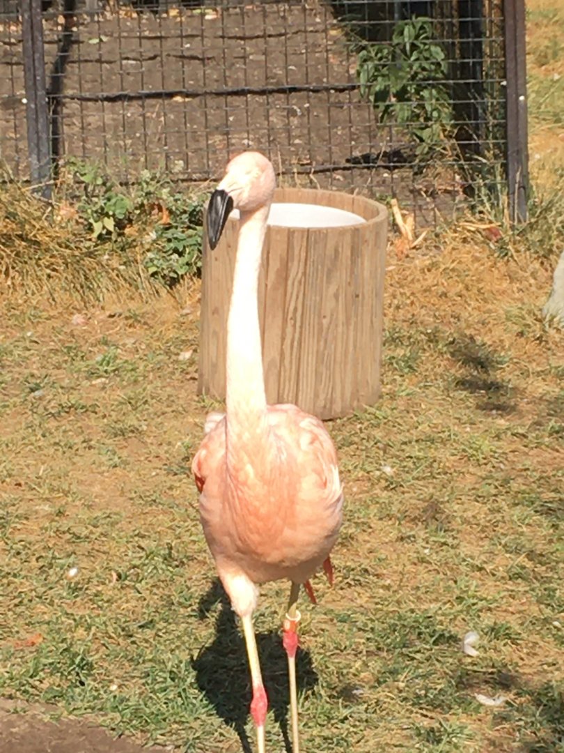 Flights of Fancy - Chilean Flamingo