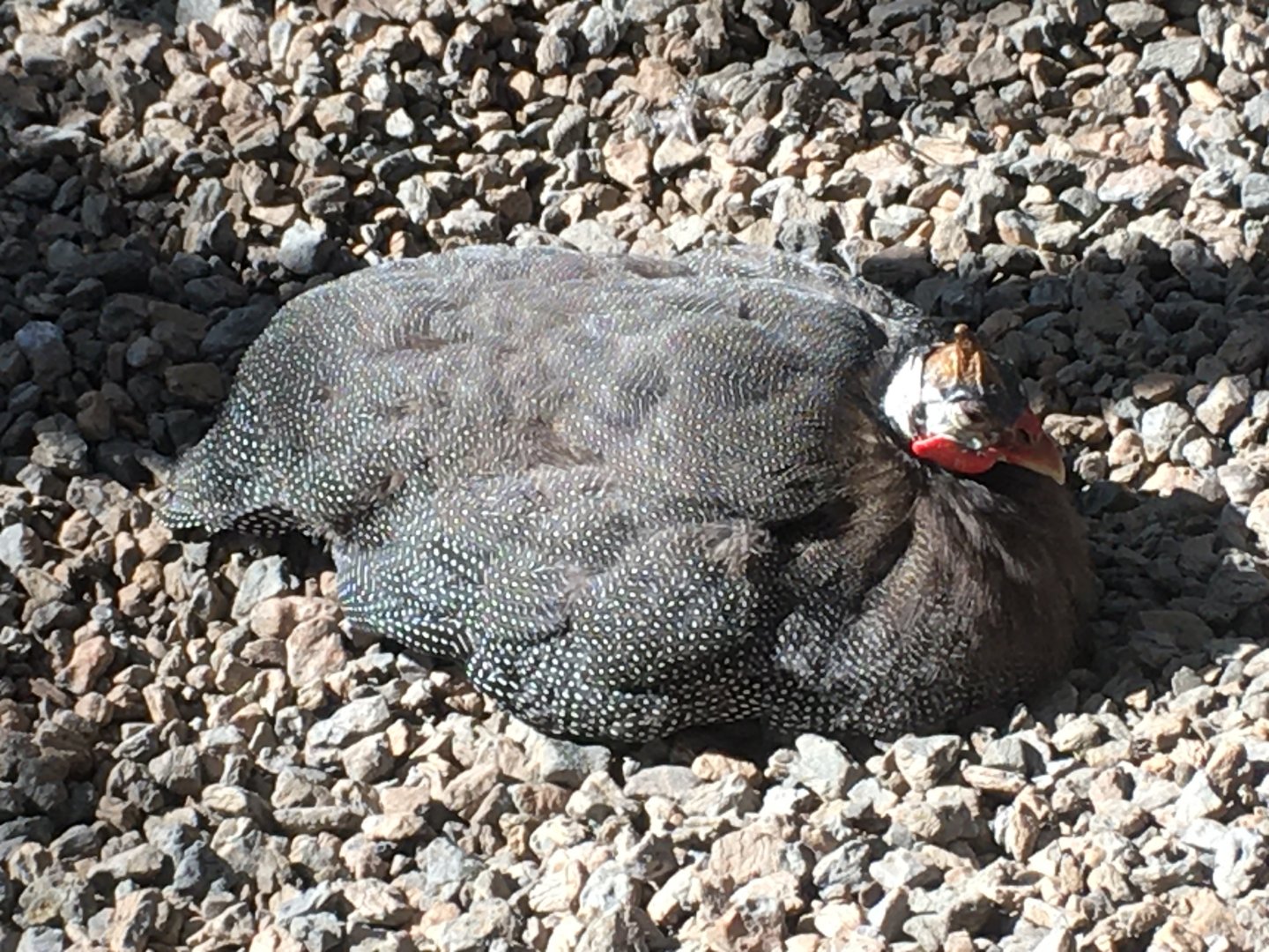 Flights of Fancy - Helmeted Guineafowl