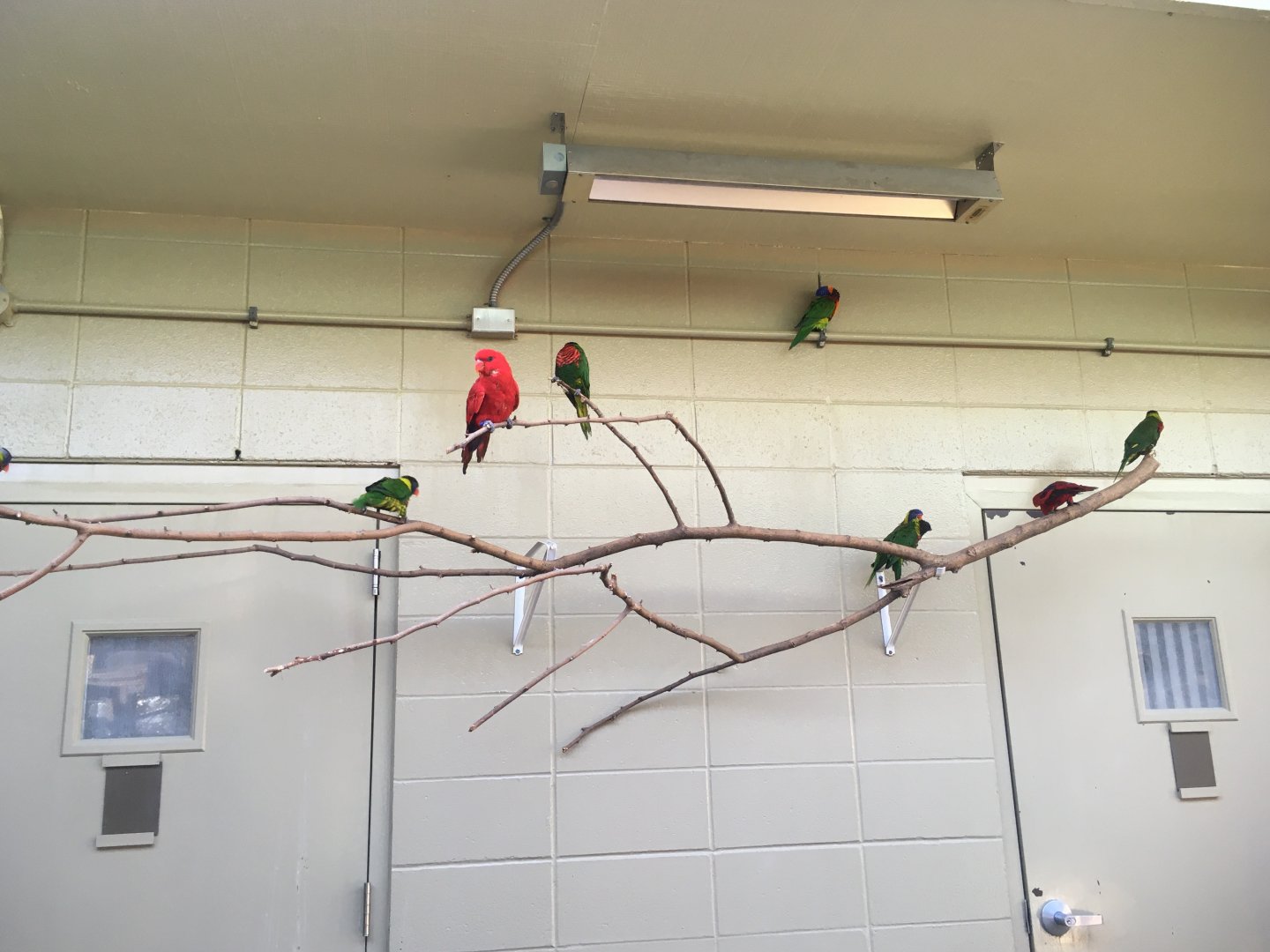Flights of Fancy - Lorikeets