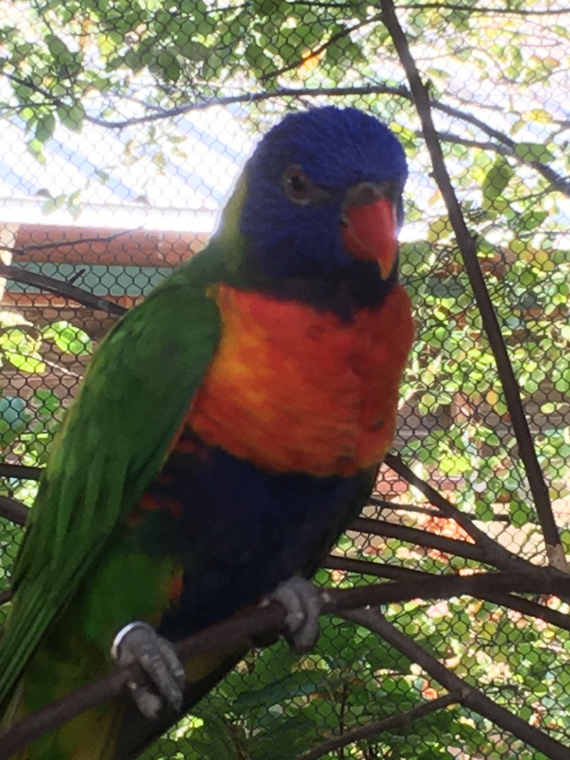 Flights of Fancy - Rainbow Lorikeet