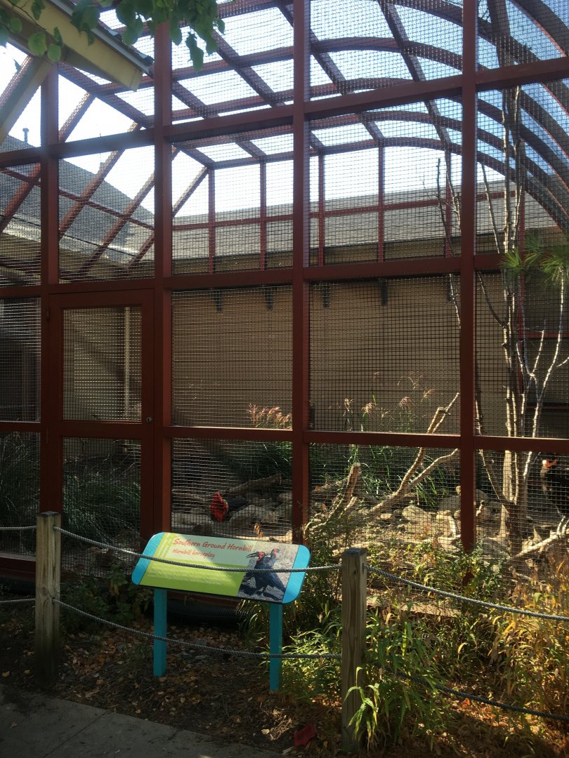 Flights of Fancy - Southern Ground Hornbill Exhibit