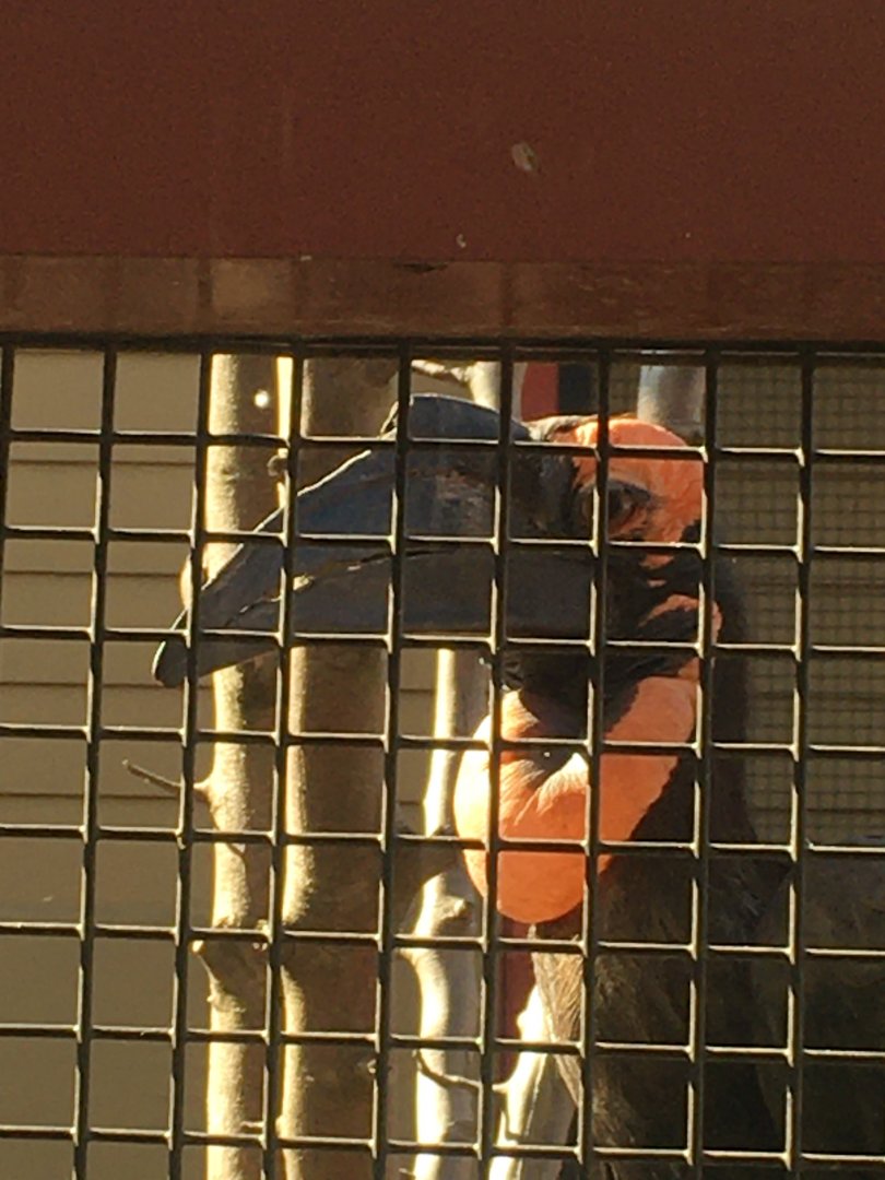 Flights of Fancy - Southern Ground Hornbill