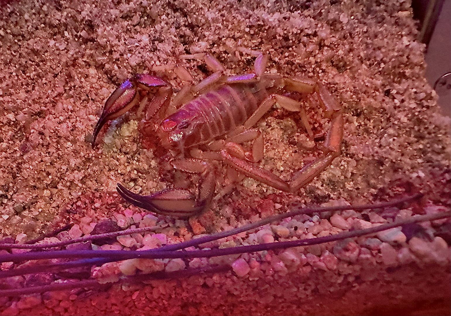 Flinders range scorpion (Urodacus elongatus)