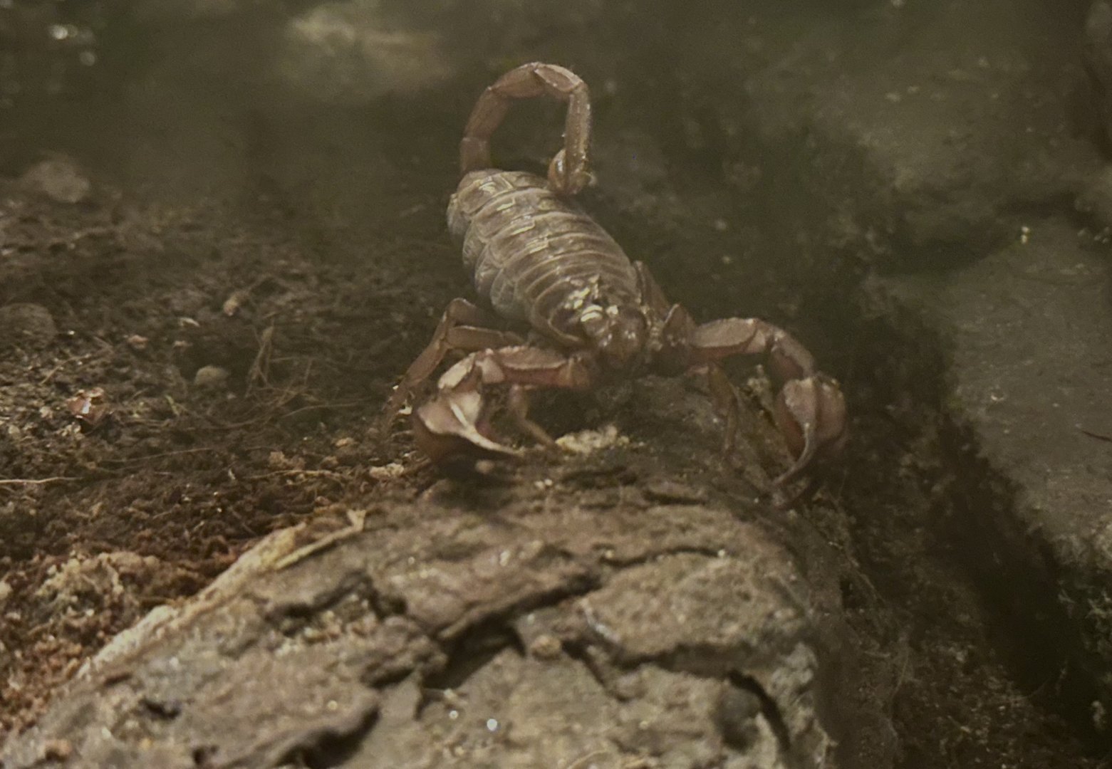 Flinders Range scorpion (Urodacus elongatus