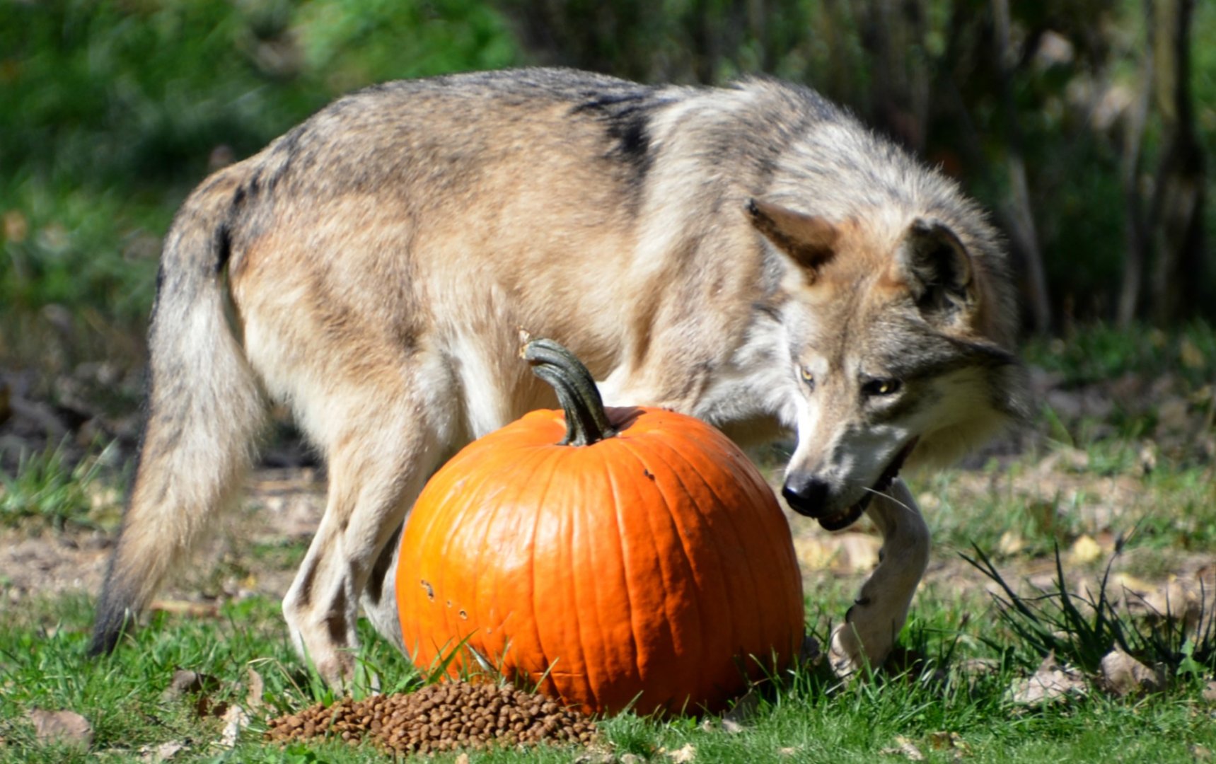 Flint and his pumpkin