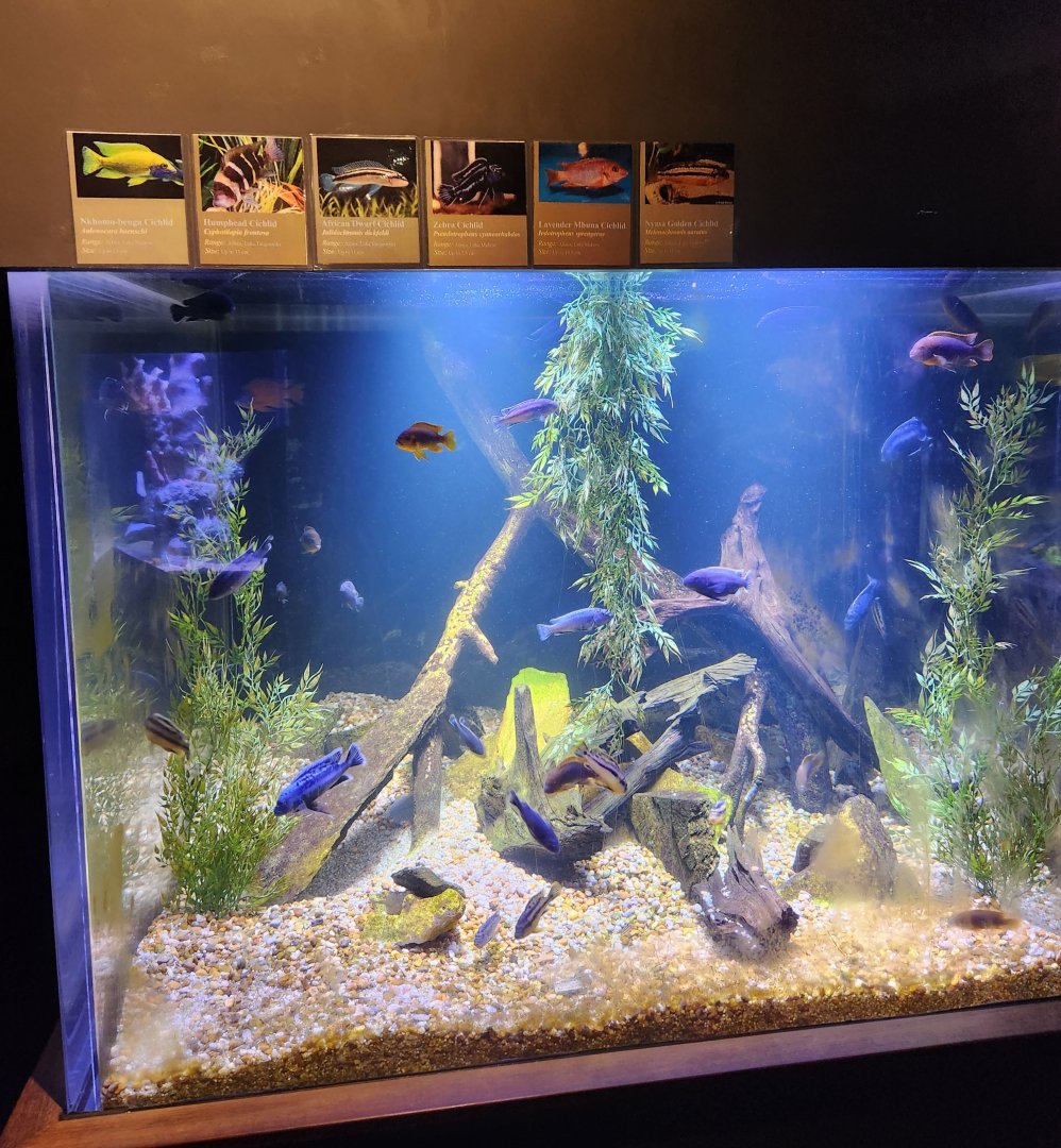 Flint RiverQuarium - African waters tank