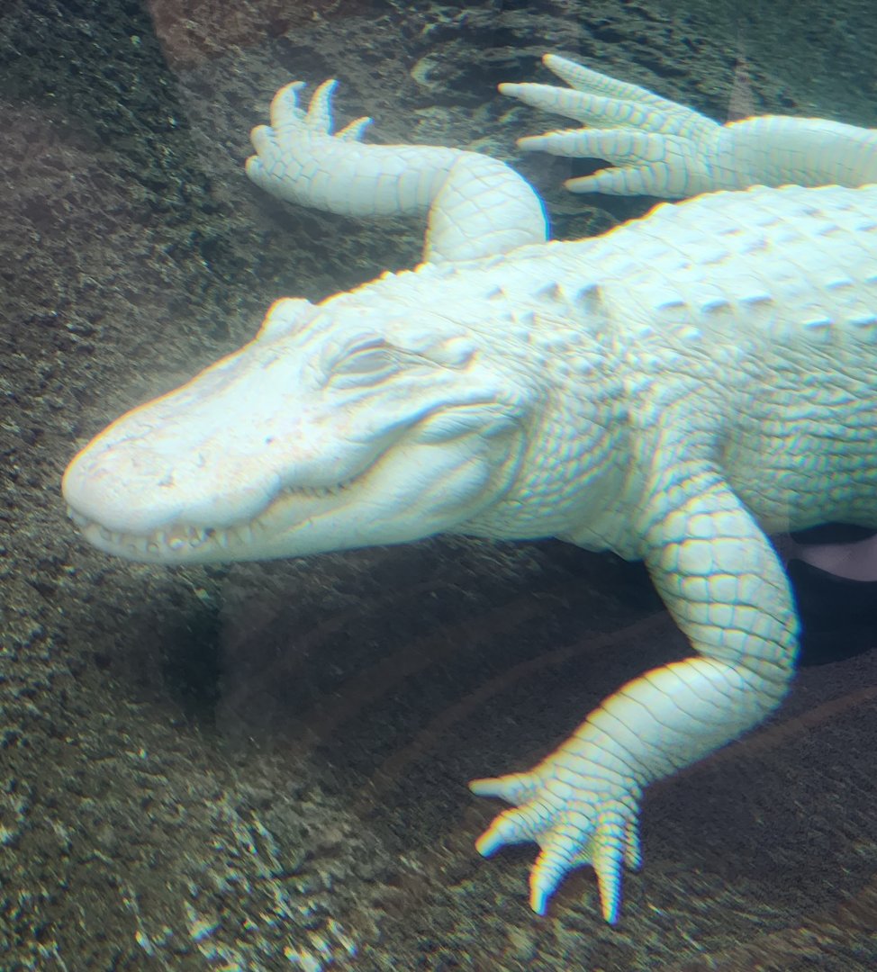 Flint RiverQuarium - Albino alligator