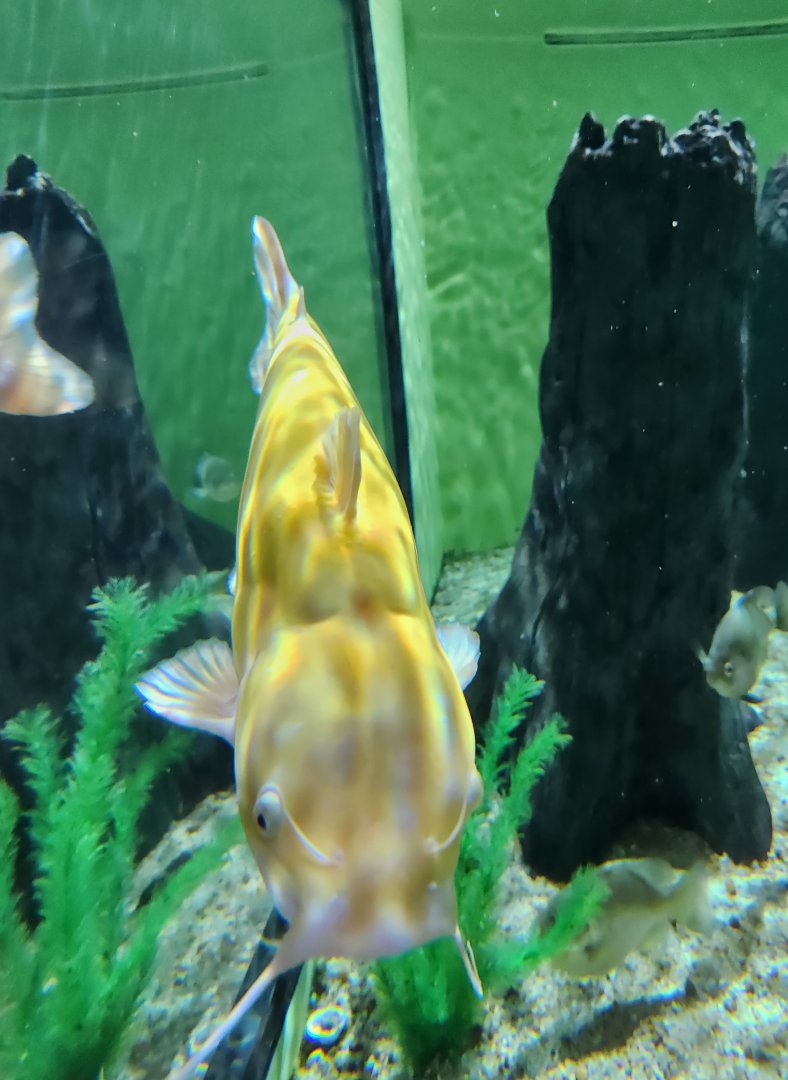 Flint RiverQuarium - Albino catfish