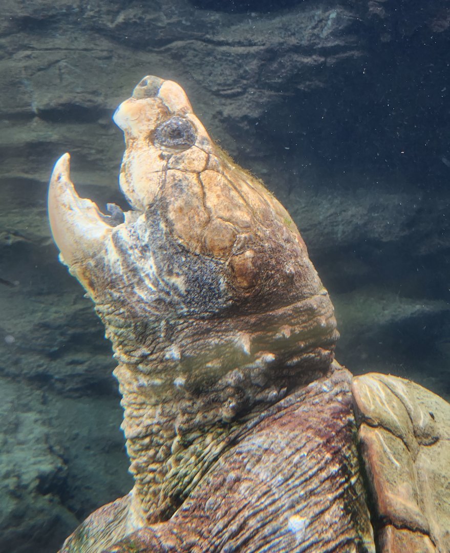 Flint RiverQuarium - Alligator Snapping Turtle