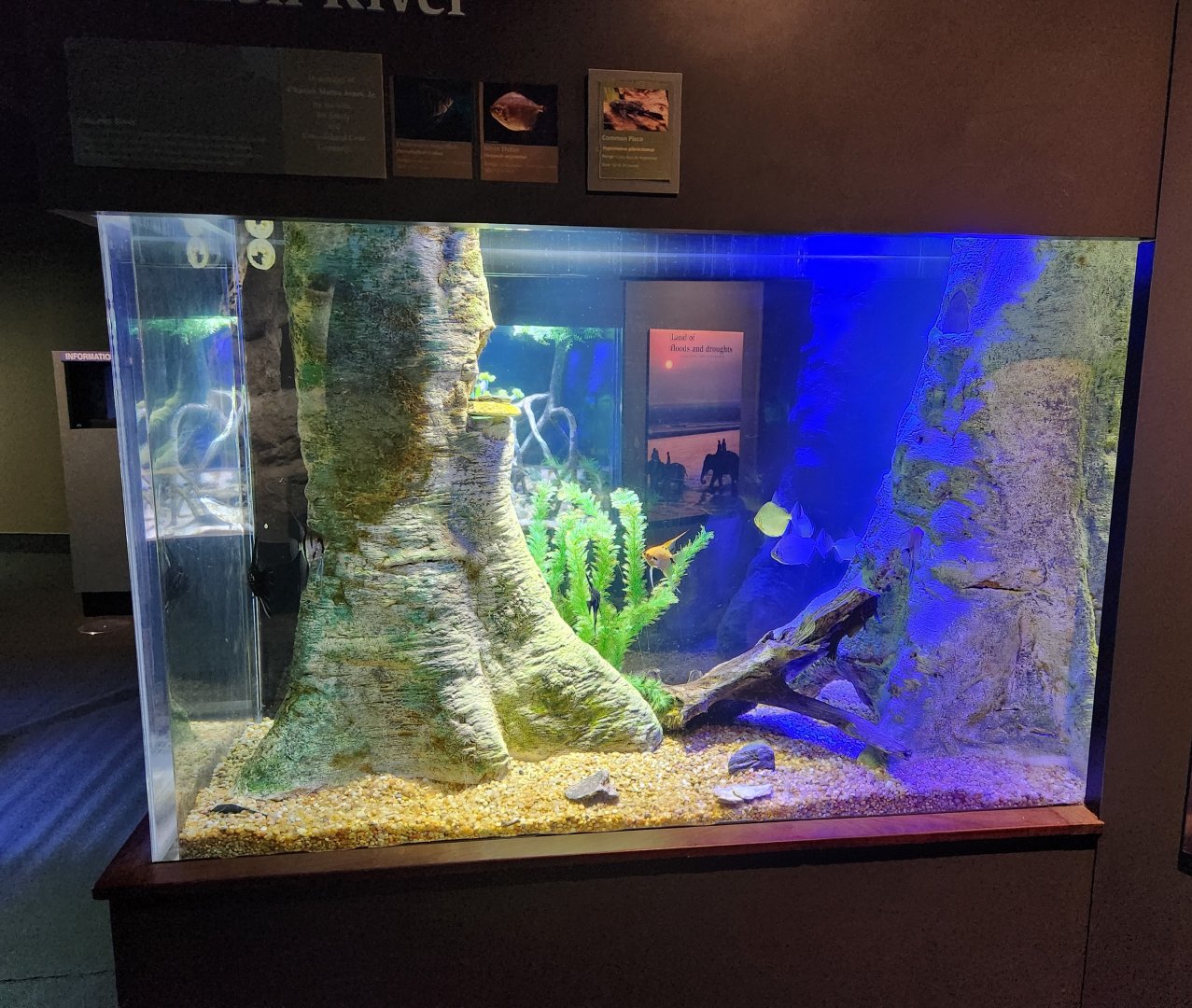 Flint RiverQuarium - Amazon River tank