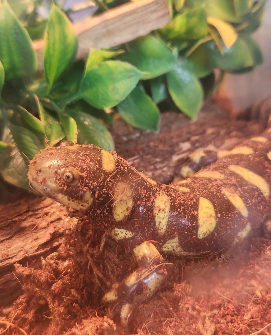 Flint RiverQuarium - Ambystoma tigrinum