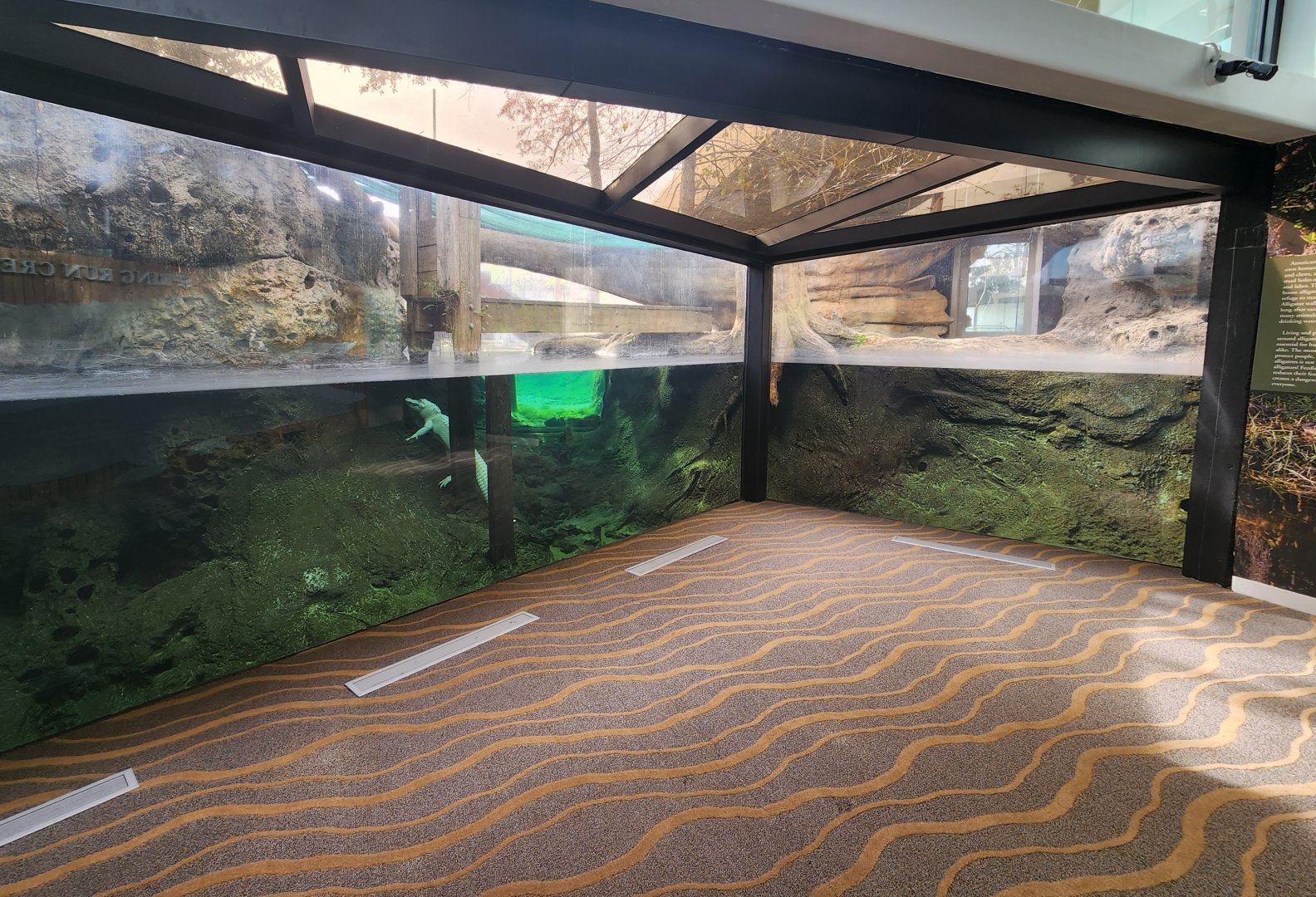 Flint RiverQuarium - American Alligator exhibit