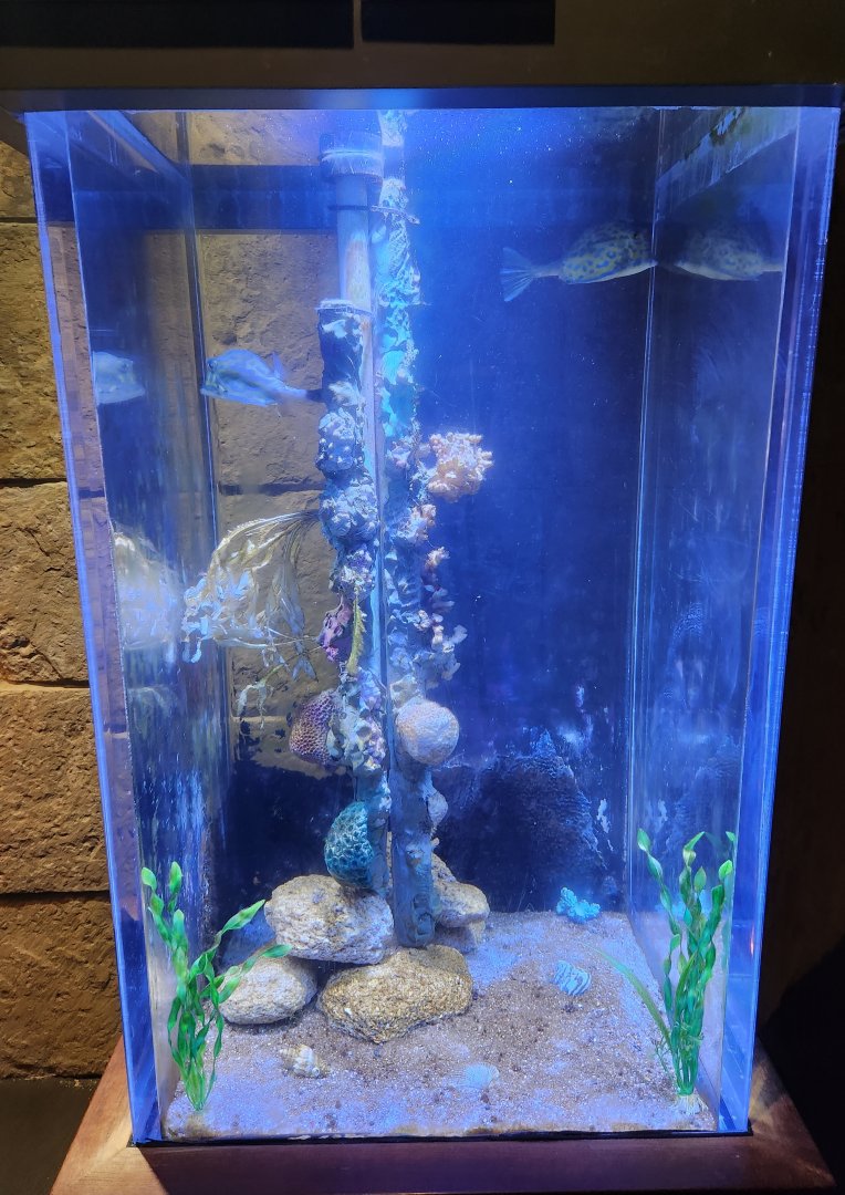 Flint RiverQuarium - Cowfish tank