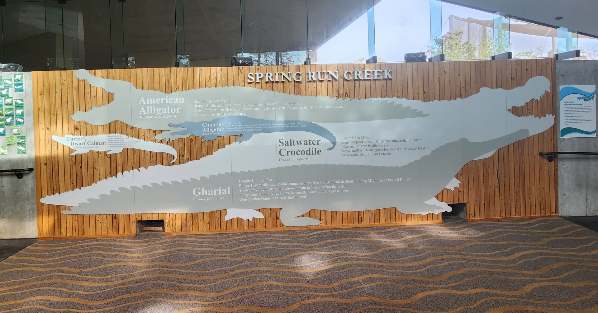 Flint RiverQuarium - Crocodilians size comparison
