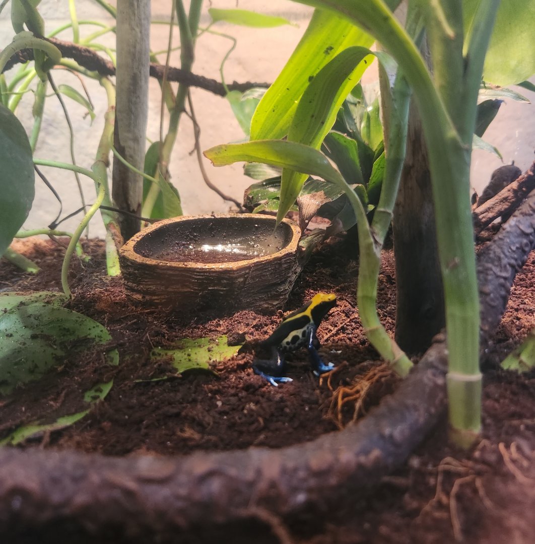 Flint RiverQuarium - Dyeing Poison Dart Frog