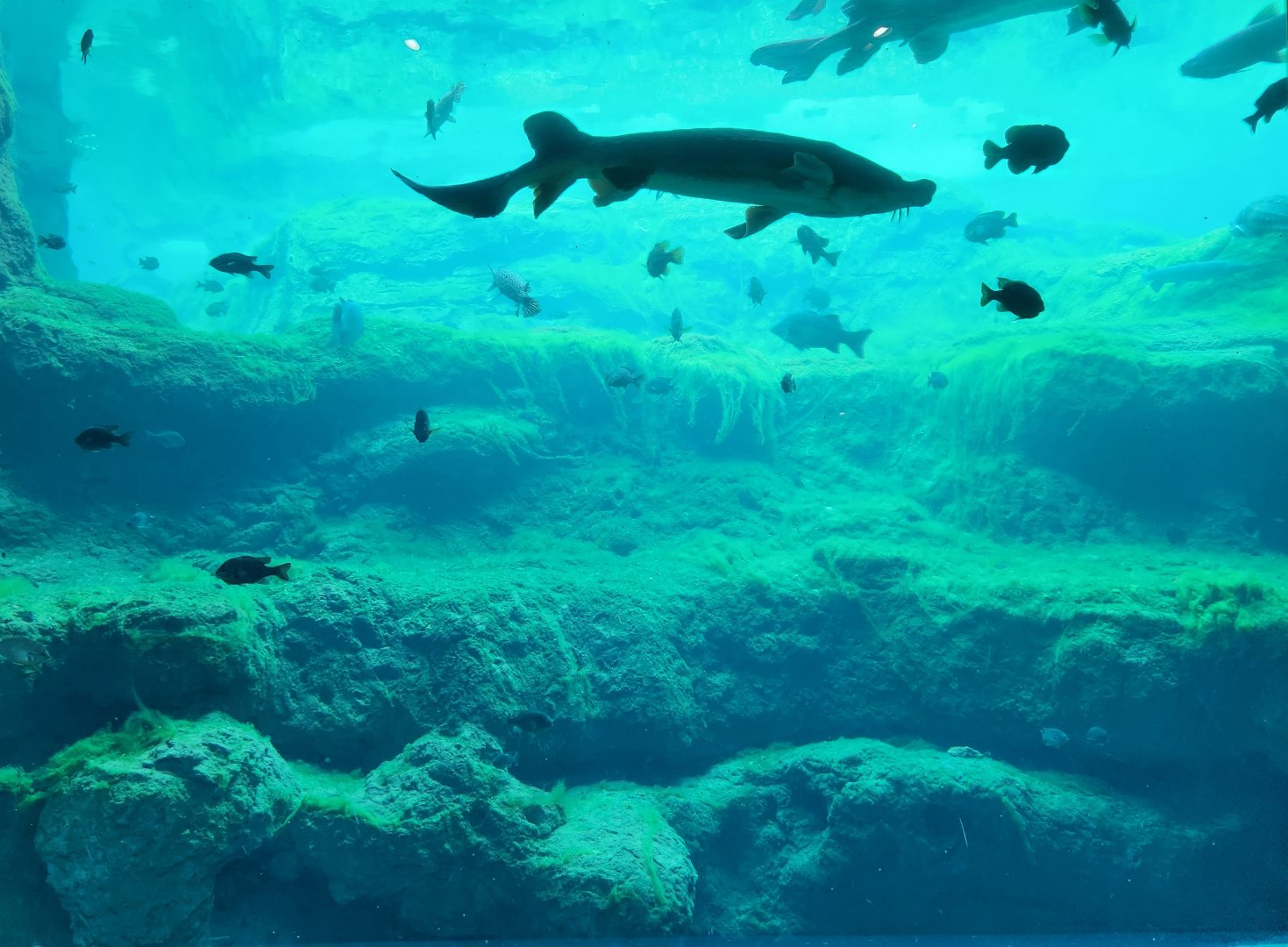 Flint RiverQuarium - Fish of the Blue Hole