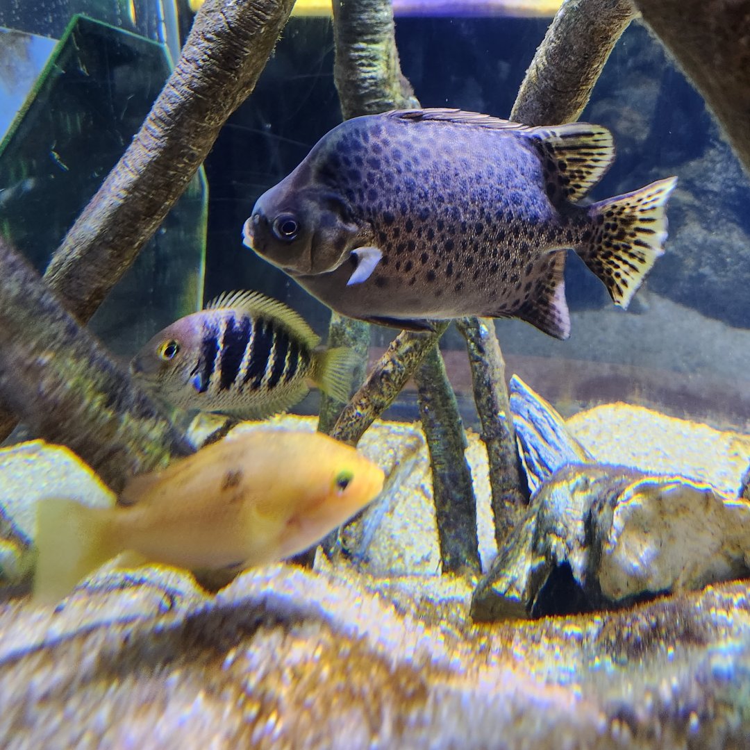 Flint RiverQuarium - Fish of the Ganges