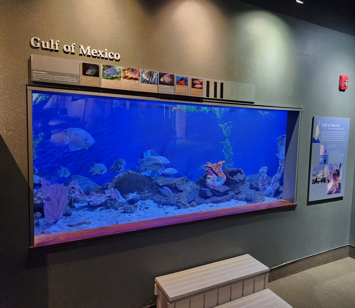 Flint RiverQuarium - Gulf Of Mexico tank