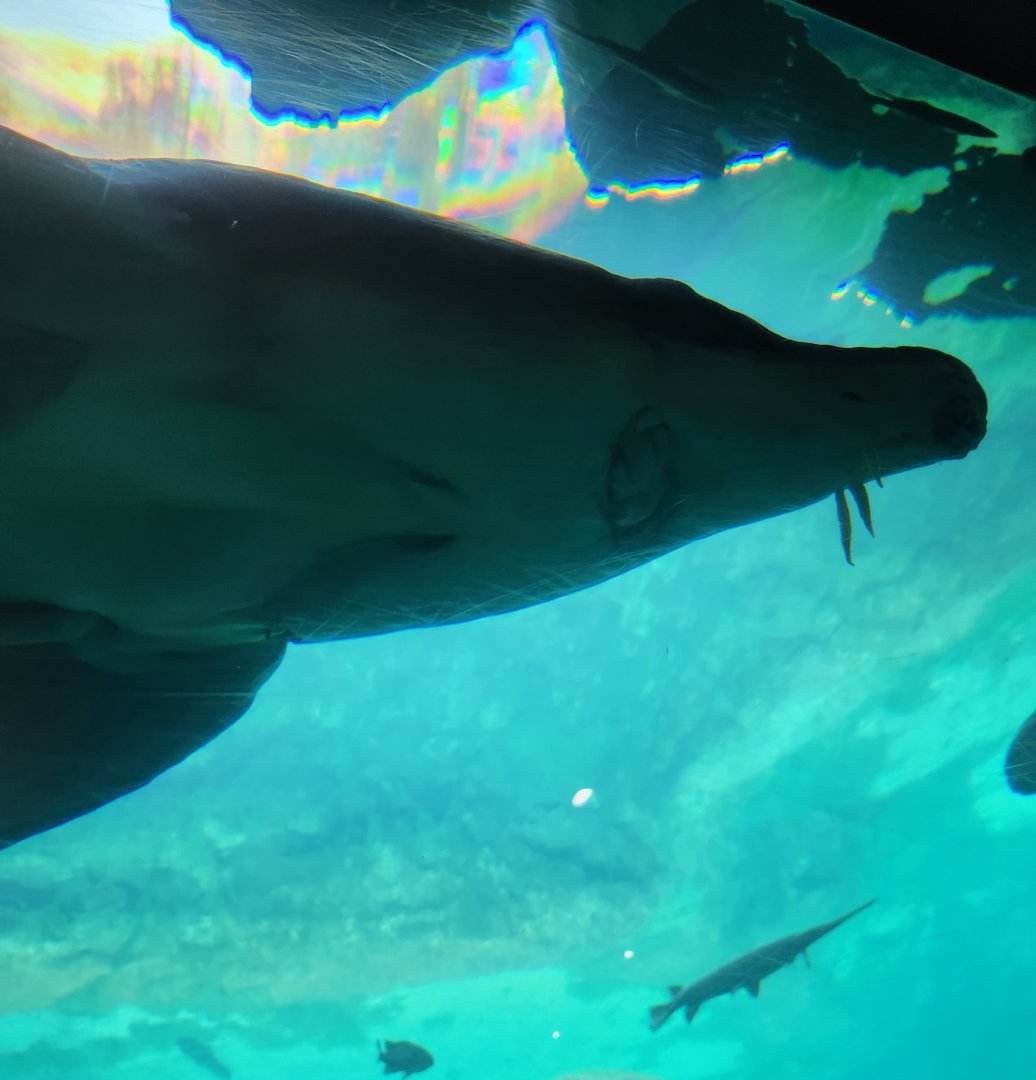 Flint RiverQuarium - Gulf Sturgeon closeup