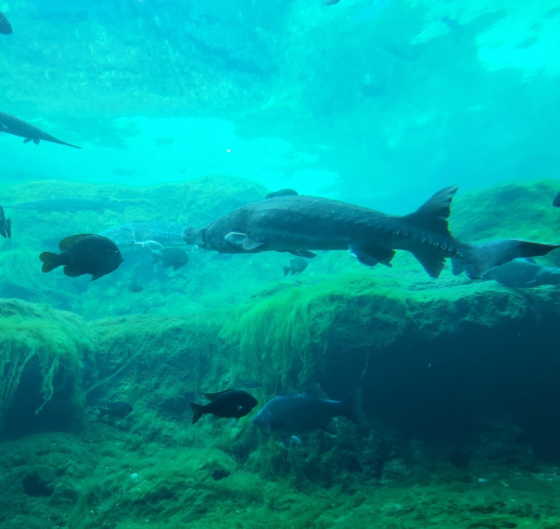 Flint RiverQuarium - Gulf Sturgeon